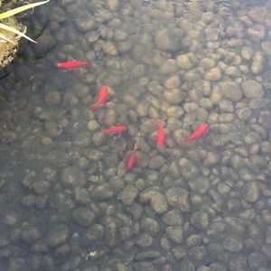 Meet your Posher, Lourdes